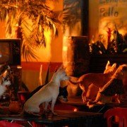 Kosmiczne psiaki - galeria zdjęć - filmweb