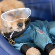 Space Buddies - galeria zdjęć - filmweb