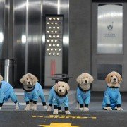 Space Buddies - galeria zdjęć - filmweb