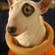 Space Buddies - galeria zdjęć - filmweb