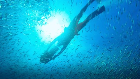Sezon 1 Odcinek 5 W poszukiwaniu oceanicznych gigantów