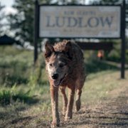 Pet Sematary: Bloodlines - galeria zdjęć - filmweb