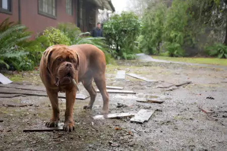 Turner i Hooch - galeria zdjęć - filmweb