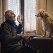 The Truffle Hunters - galeria zdjęć - filmweb
