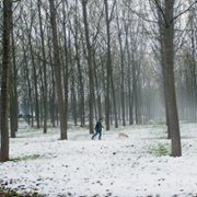 The Truffle Hunters - galeria zdjęć - filmweb