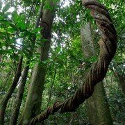 Il était une forêt - galeria zdjęć - filmweb
