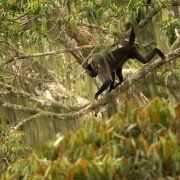 Il était une forêt - galeria zdjęć - filmweb