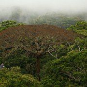 Il était une forêt - galeria zdjęć - filmweb