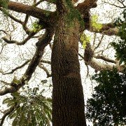 Il était une forêt - galeria zdjęć - filmweb