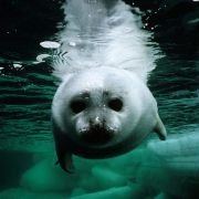 Arctic Tale - galeria zdjęć - filmweb