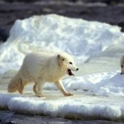 Arctic Tale - galeria zdjęć - filmweb