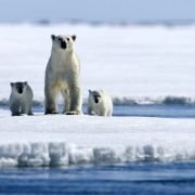 Arctic Tale - galeria zdjęć - filmweb