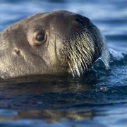 Arctic Tale - galeria zdjęć - filmweb
