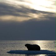 Arctic Tale - galeria zdjęć - filmweb