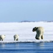 Arctic Tale - galeria zdjęć - filmweb