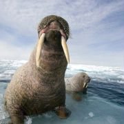 Arctic Tale - galeria zdjęć - filmweb