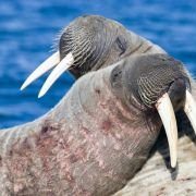 Arctic Tale - galeria zdjęć - filmweb