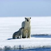 Arctic Tale - galeria zdjęć - filmweb