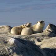 Arctic Tale - galeria zdjęć - filmweb