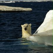 Arctic Tale - galeria zdjęć - filmweb