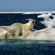 Arctic Tale - galeria zdjęć - filmweb