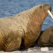 Arctic Tale - galeria zdjęć - filmweb