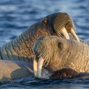 Arctic Tale - galeria zdjęć - filmweb