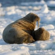 Arctic Tale - galeria zdjęć - filmweb