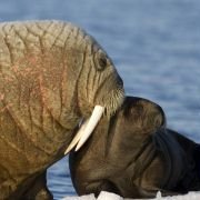 Arctic Tale - galeria zdjęć - filmweb