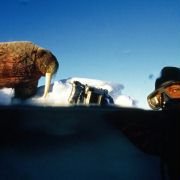 Arctic Tale - galeria zdjęć - filmweb
