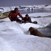 Arctic Tale - galeria zdjęć - filmweb