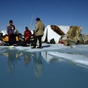 Arctic Tale - galeria zdjęć - filmweb