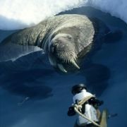 Arctic Tale - galeria zdjęć - filmweb