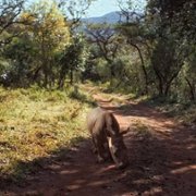 Thabo - Das Nashornabenteuer - galeria zdjęć - filmweb