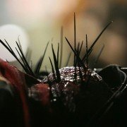Splinter - galeria zdjęć - filmweb