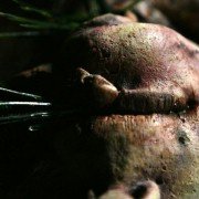Splinter - galeria zdjęć - filmweb