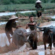 Casualties of War - galeria zdjęć - filmweb