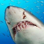 Życie Oceanów - galeria zdjęć - filmweb