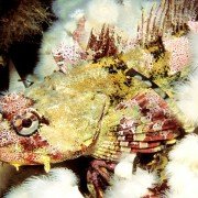 Życie Oceanów - galeria zdjęć - filmweb