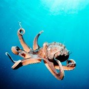 Życie Oceanów - galeria zdjęć - filmweb