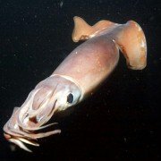Życie Oceanów - galeria zdjęć - filmweb