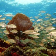 Deep Sea - galeria zdjęć - filmweb