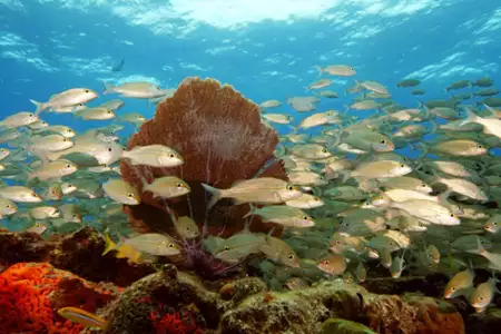 Życie Oceanów - galeria zdjęć - filmweb