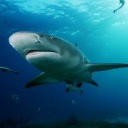 Deep Sea - galeria zdjęć - filmweb