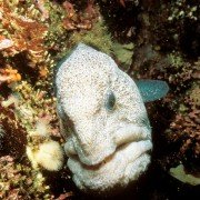 Deep Sea - galeria zdjęć - filmweb