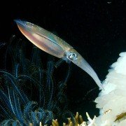 Deep Sea - galeria zdjęć - filmweb