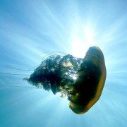 Deep Sea - galeria zdjęć - filmweb