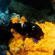 Deep Sea - galeria zdjęć - filmweb