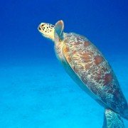 Deep Sea - galeria zdjęć - filmweb
