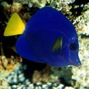 Deep Sea - galeria zdjęć - filmweb